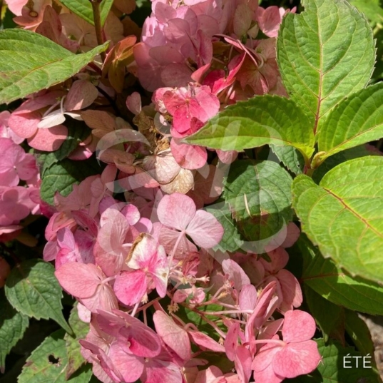Hydrangea serrata 'Preziosa'