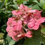 Hydrangea serrata 'Preziosa'