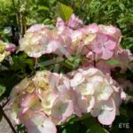 Hydrangea serrata 'Preziosa'