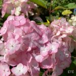 Hydrangea serrata 'Preziosa'