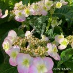 Hydrangea serrata 'Summer Glow'