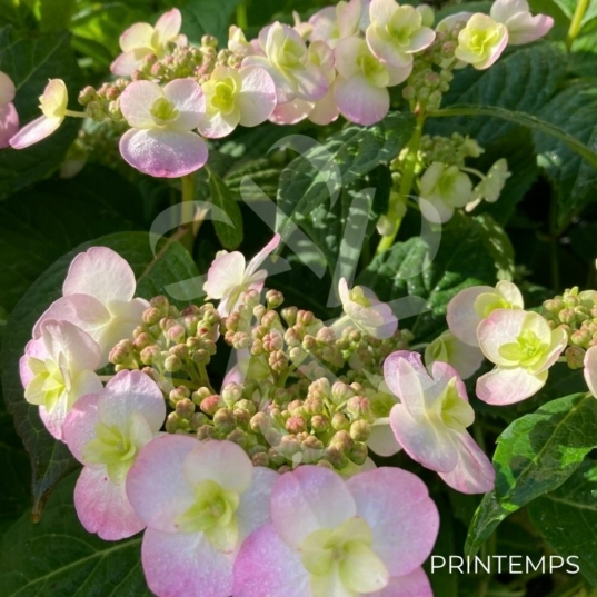 Hydrangea serrata 'Summer Glow'