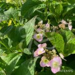 Hydrangea serrata 'Summer Glow'