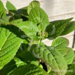 Hydrangea serrata 'Summer Glow'