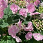 Hydrangea serrata 'Summer Glow'