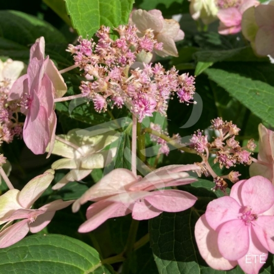 Hydrangea serrata 'Summer Glow'