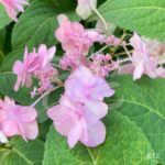 Hydrangea serrata 'Summer Glow'