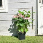 Hydrangea serrata 'Summer Glow'