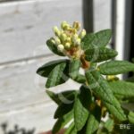 Rhododendron groenlandicum 'Helma' - Thé du Labrador