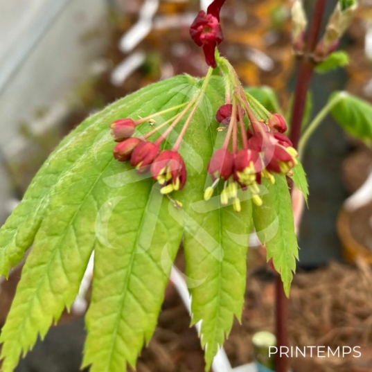 Acer japonicum 'Vitifolium' - Érable du Japon