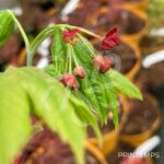 Acer japonicum 'Vitifolium' - Érable du Japon