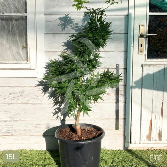 Acer palmatum 'Mikawa Yatsubusa' - Érable du Japon