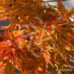 Acer palmatum 'Mikawa Yatsubusa' - Érable du Japon