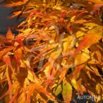 Acer palmatum 'Mikawa Yatsubusa' - Érable du Japon