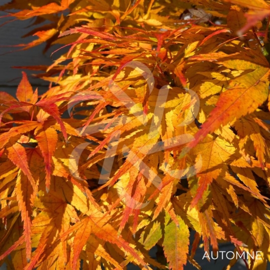 Acer palmatum 'Mikawa Yatsubusa' - Érable du Japon