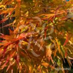 Acer palmatum 'Mikawa Yatsubusa' - Érable du Japon
