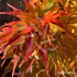 Acer palmatum 'Mikawa Yatsubusa' - Érable du Japon