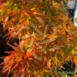 Acer palmatum 'Mikawa Yatsubusa' - Érable du Japon