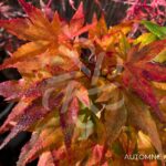 Acer palmatum 'Mikawa Yatsubusa' - Érable du Japon