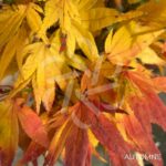 Acer palmatum 'Mikawa Yatsubusa' - Érable du Japon