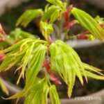 Acer palmatum 'Mikawa Yatsubusa' - Érable du Japon