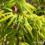 Acer palmatum 'Mikawa Yatsubusa' - Érable du Japon