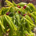 Acer palmatum 'Mikawa Yatsubusa' - Érable du Japon