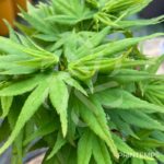 Acer palmatum 'Mikawa Yatsubusa' - Érable du Japon