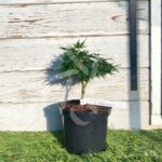 Acer palmatum 'Mikawa Yatsubusa' - Érable du Japon