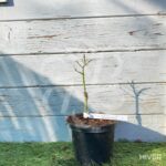 Acer palmatum 'Mikawa Yatsubusa' - Érable du Japon